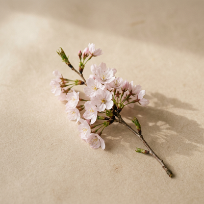 Cherry Blossom