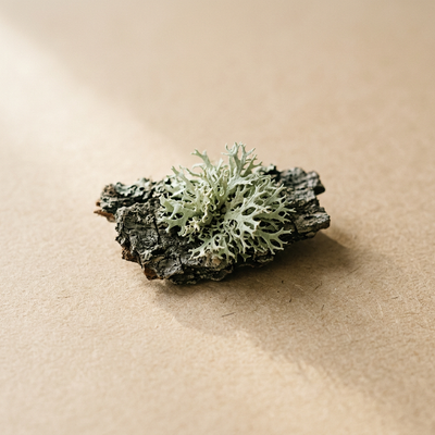 Oakmoss