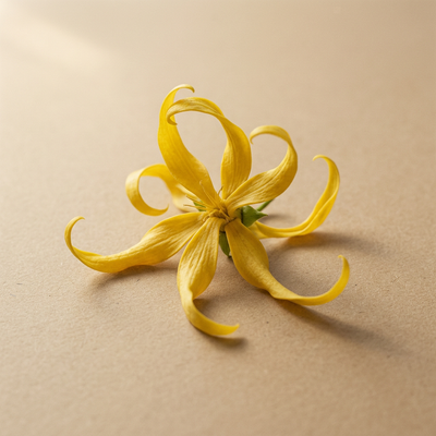 Ylang-Ylang